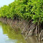 Pentingnya Hutan Mangrove Untuk Keberlanjutan Lingkungan